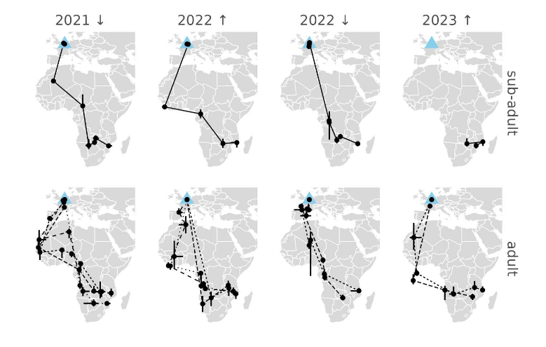 Insights from tracking a 19-month non-stop flight of a subadult Common ...